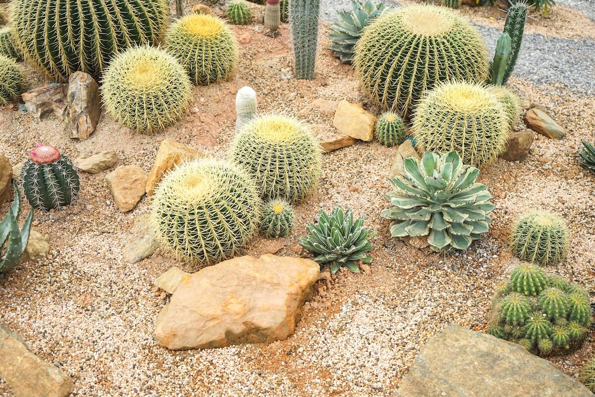 beautiful-cactus-garden-can-be-use-as-background-2024-12-07-04-50-30-utc (1)